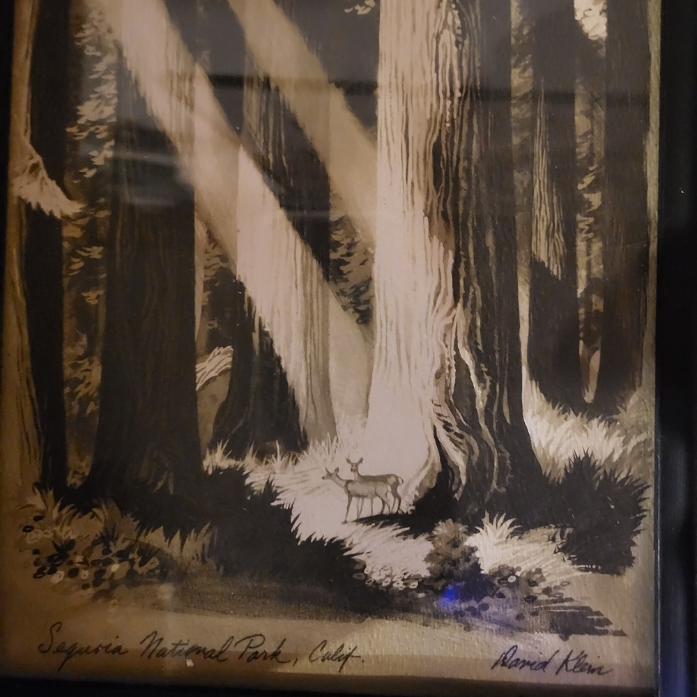 David Klein original vintage print of the red wood forrest